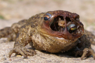 Кто такая лягушкоедка?