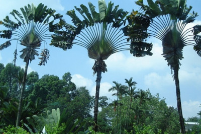  Мадагаскарское  дерево путешественников.