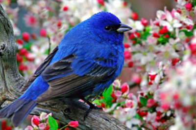 Существует ли реально синяя птица?