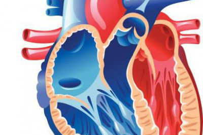 По каким сосуда какая кровь течет? 