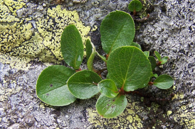 Какое дерево является самым маленьким в мире?