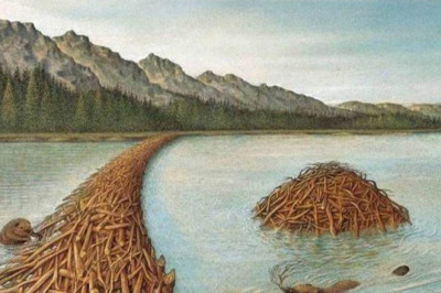 Зачем бобры строят плотину?