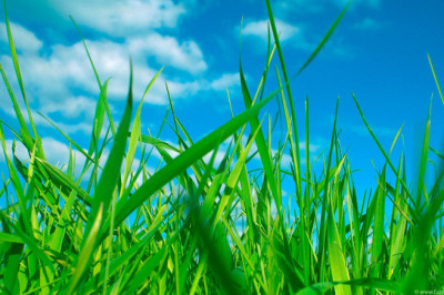 Как человек воспринимает тот  или иной  цвет?