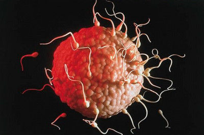 Сколько времени живет яйцеклетка?