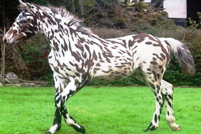 10 САМЫХ НЕОБЫЧНЫХ ЛОШАДЕЙ