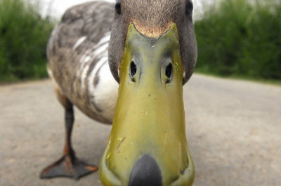 9 интересных фактов об утках (и не только о птицах)