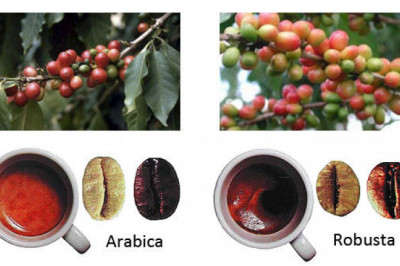 Как отличить Арабику от Робусты?