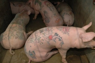 Татуированные свиньи- это модно