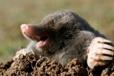 Правда ли, что крот слеп?