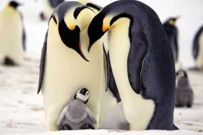 Животные, которые известны своей преданностью