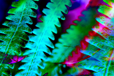 Обычные продукты могут вызвать галлюцинации