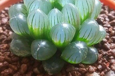 Самые интересные комнатные растения