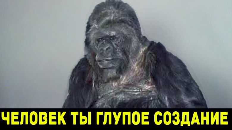 Что говорит горилла? 