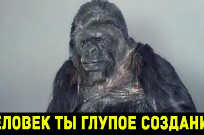 Что говорит горилла? 