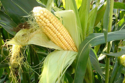 Зачем кукурузе шелковая прядь?