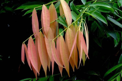 Правда ли, что листья у деревьев только зеленые?