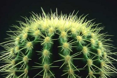 Отчего кактусы запросто обходятся без воды?