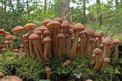 Кто из живых организмов является самым гигантским?