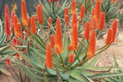 Что есть столетник?