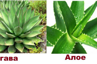 В чем разница между алоэ и столетником?