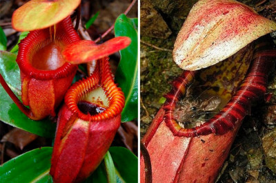 Грозное растение, которое ест живых организмов