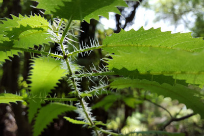 Дерево в Новой Зеландии, способное убить