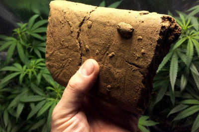 Правда ли, что гашиш вызывает привыкание?