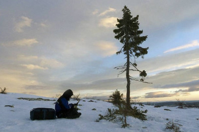 Самое старое дерево на планете 