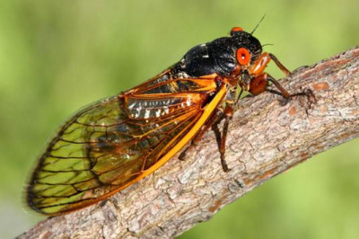 Цикады, которые живут 17 лет под землей