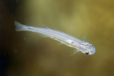 Чем коварна маленькая рыбка сомик кандиру?