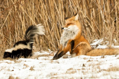 Топ самых дурно пахнущих животных