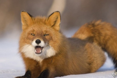 Почему лиса считается хитрой?