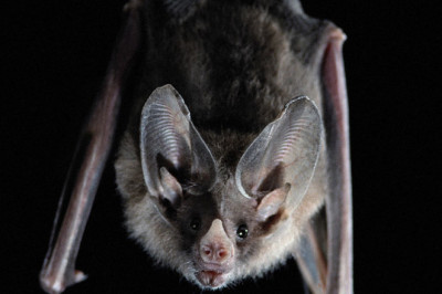 Какое животное может видеть ушами?