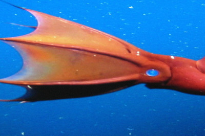 Правда ли, что в природе растут медленнее всего деревья?