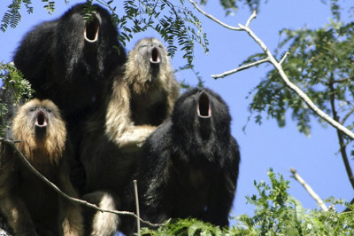 Самые горлопанистые обезьяны