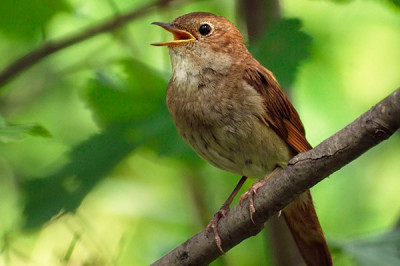 Кто поет дольше всех?