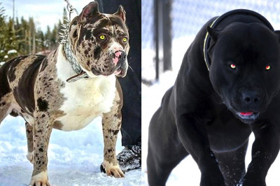 10 ЖИВОТНЫХ, КОТОРЫХ СОЗДАЛ ДЬЯВОЛ