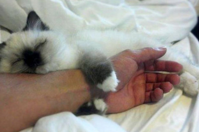 Как кошка меняет жизнь своего хозяина?