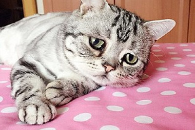 О самом грустном коте в мире