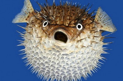 Насколько опасна рыба фугу?