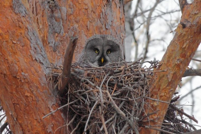 Зачем совы селят в своих жилищах змей?