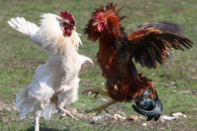 О чем перекликаются петухи между собой?