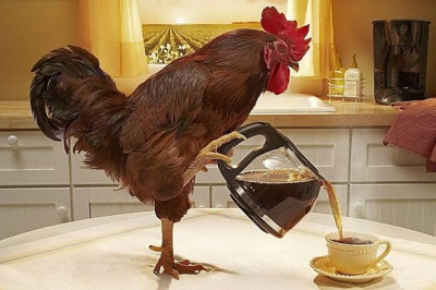  Почему первый крик петуха раздается на рассвете примерно в одно и то же время?