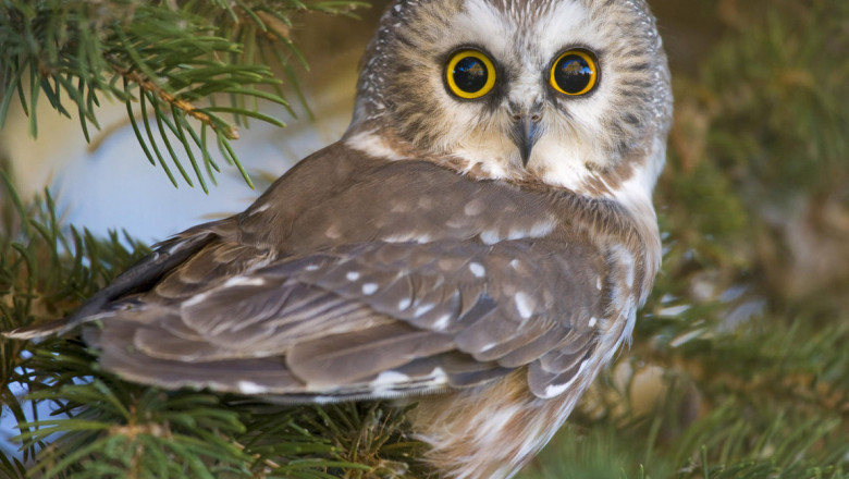 Как видят и слышат совы?