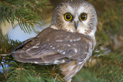 Как видят и слышат совы?