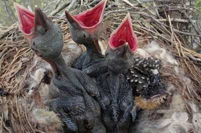 Интересные факты о кукушке