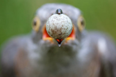 Почему кукушка подбрасывает свои яйца в чужие гнезда?