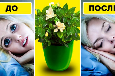 6 растений для спальни, которые улучшат ваш сон