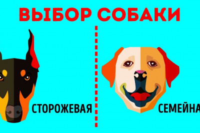 Как выбрать себе идеальную породу собаки? 