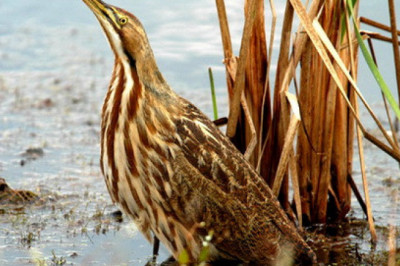 Как выпь может обмануть охотников?